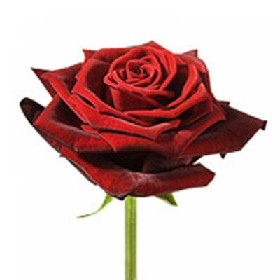 Rudé růže 50 cm za 28 Kč